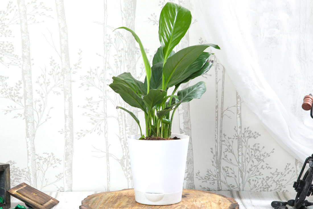 Peace Lily In Self Watering Send Now