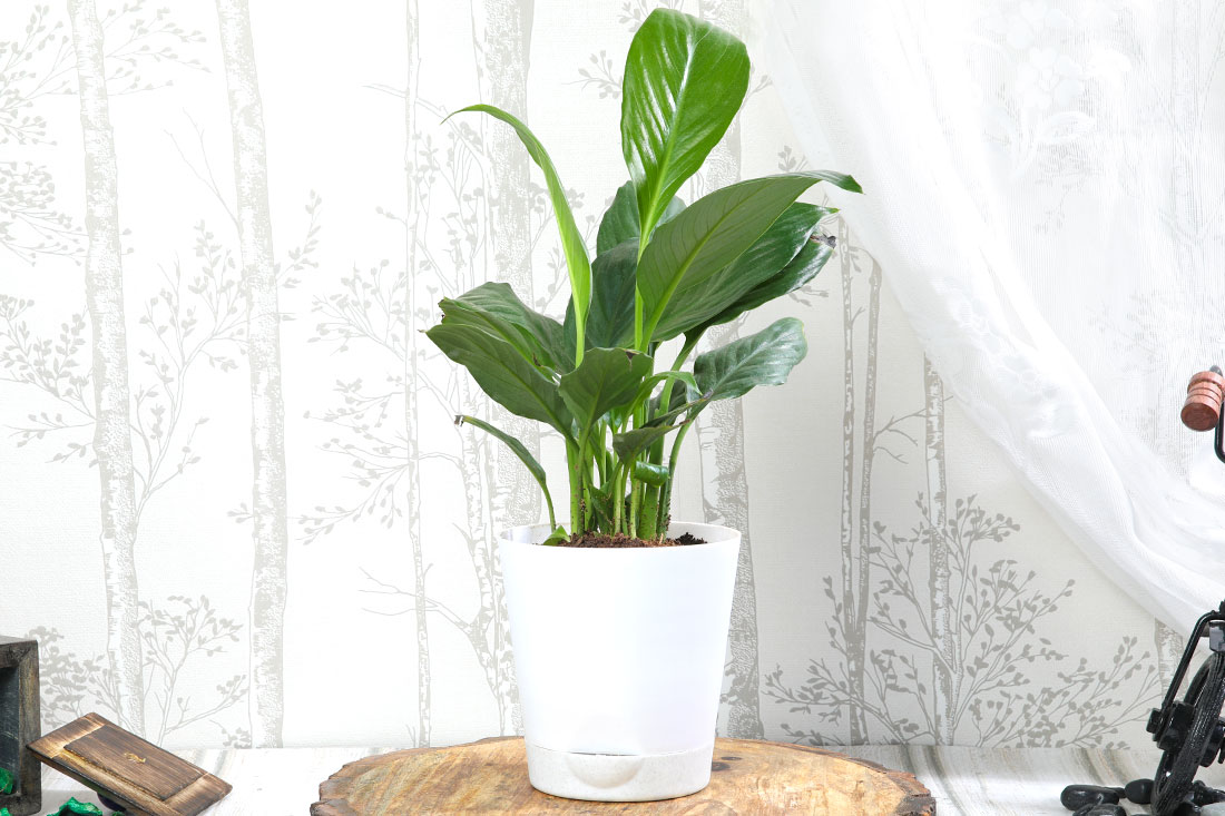 Peace Lily In Self Watering Order Now