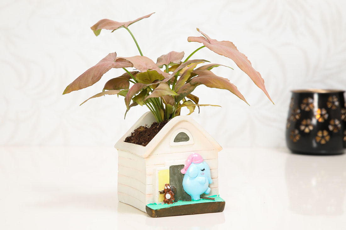 Pink Syngonium In Elephant Home