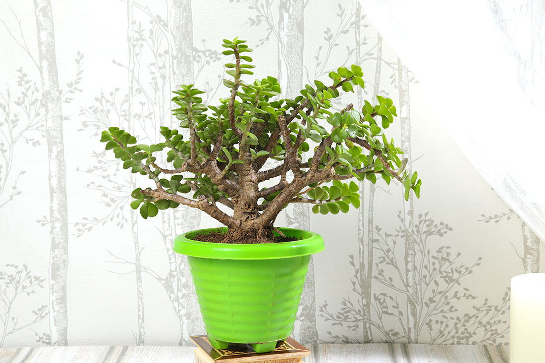 All Green Jade Plant