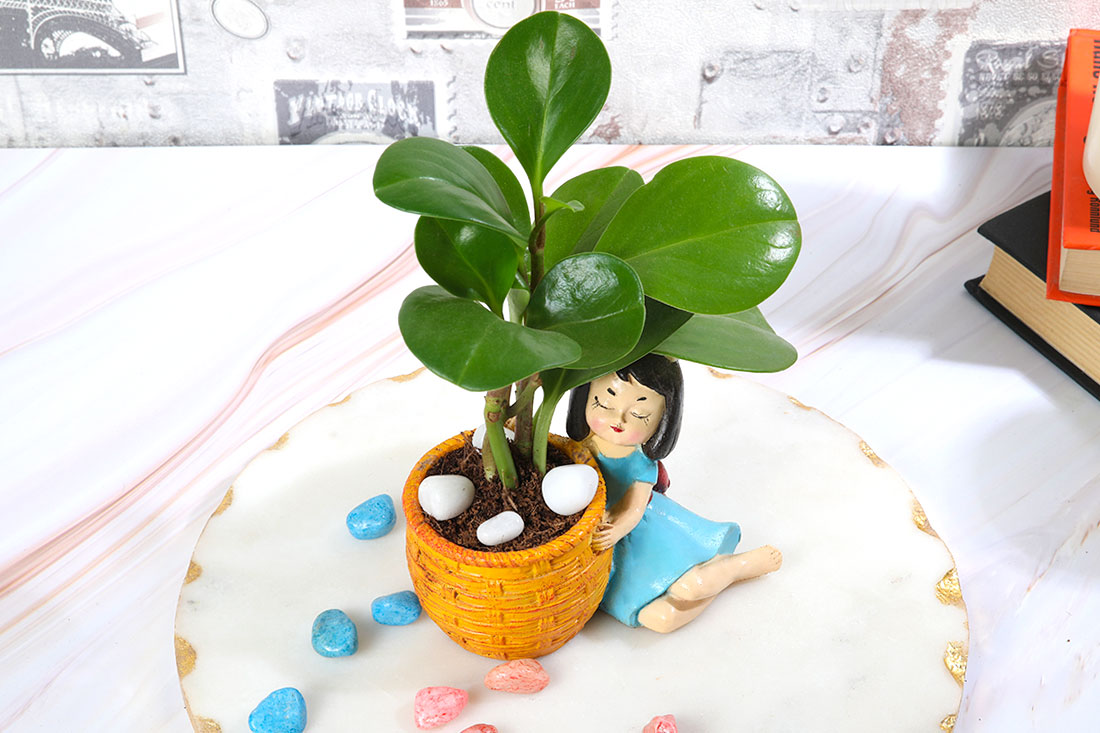 Peperomia Green plant Basket Girl Buy Online