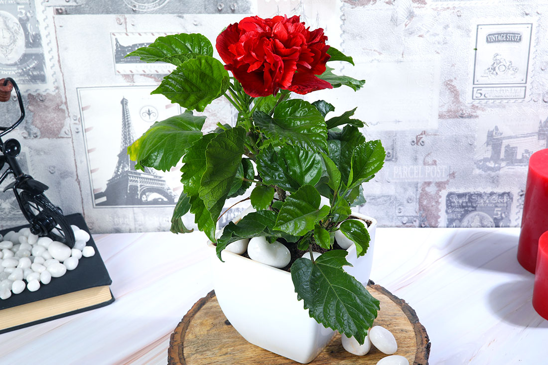 Hibiscus Plant In White Pearl Pot Order Now