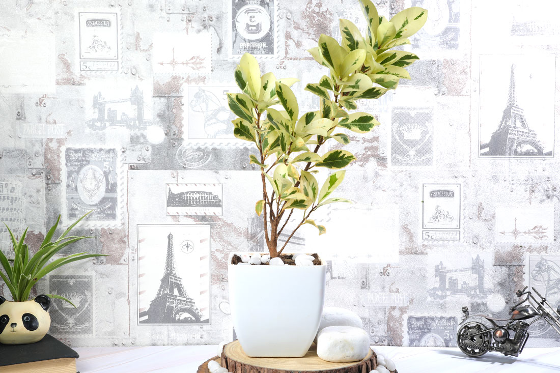 Ficus Star light Plant