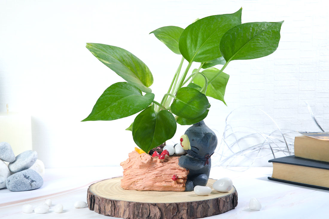 Green Money Plant With Bear Wood