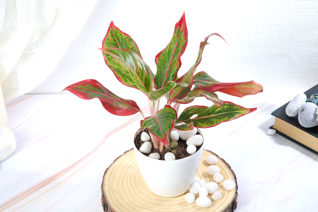 Aglonima Lipstick Plant