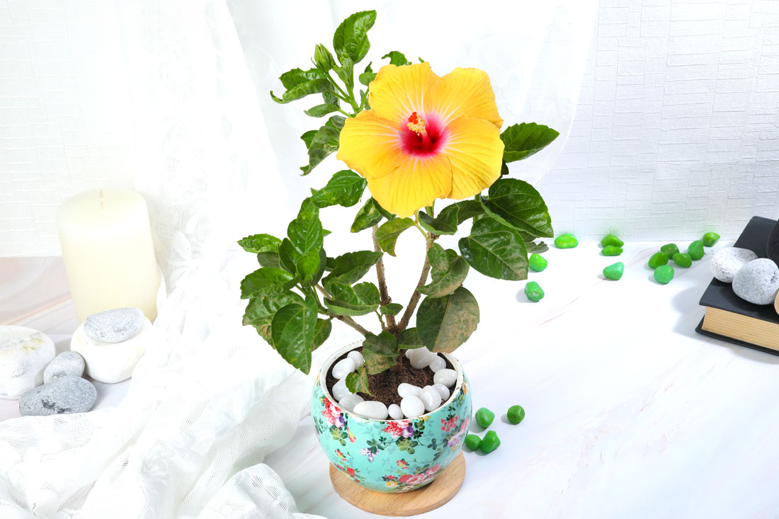 Lovely Hibiscus Plant With Florish Pot 