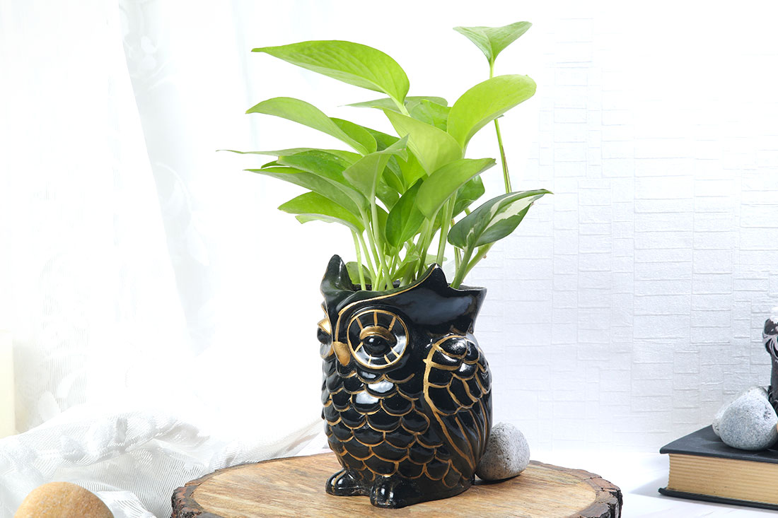 Golden Money Plant In Owl Pot