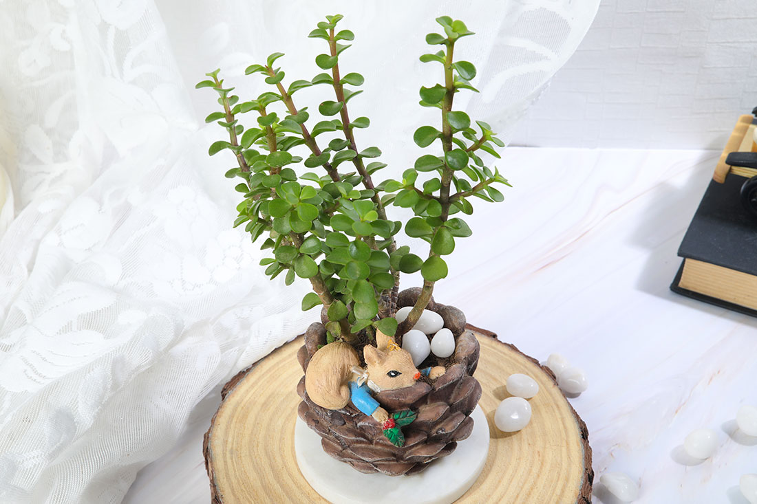 Jade Plant In Squirrel Coconut Pot for Indoor Buy Online