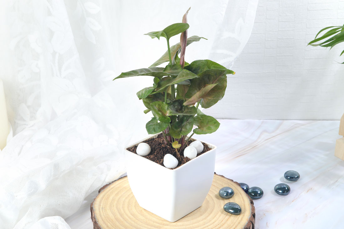 Pink Syngonium in White Pot