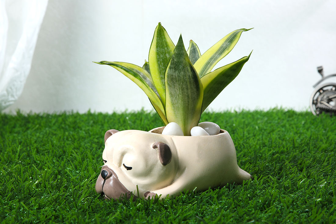 Order Golden Lotus Sansevieria Plant In Pug Online