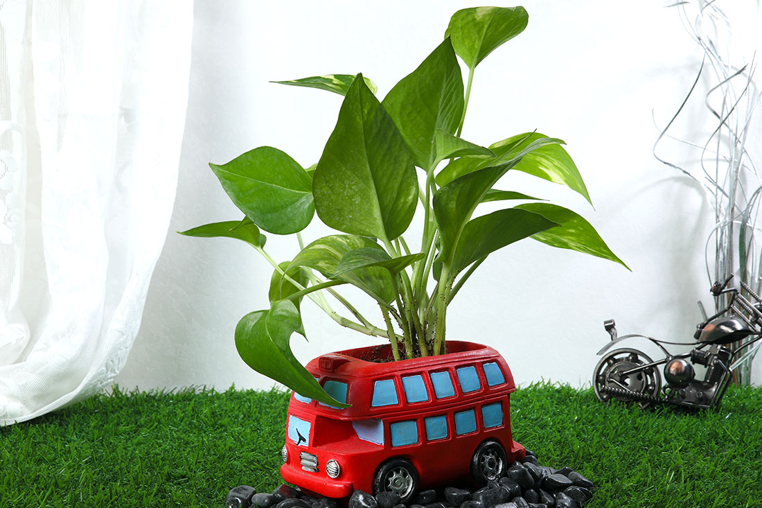 Green Money Plant In Red Bus