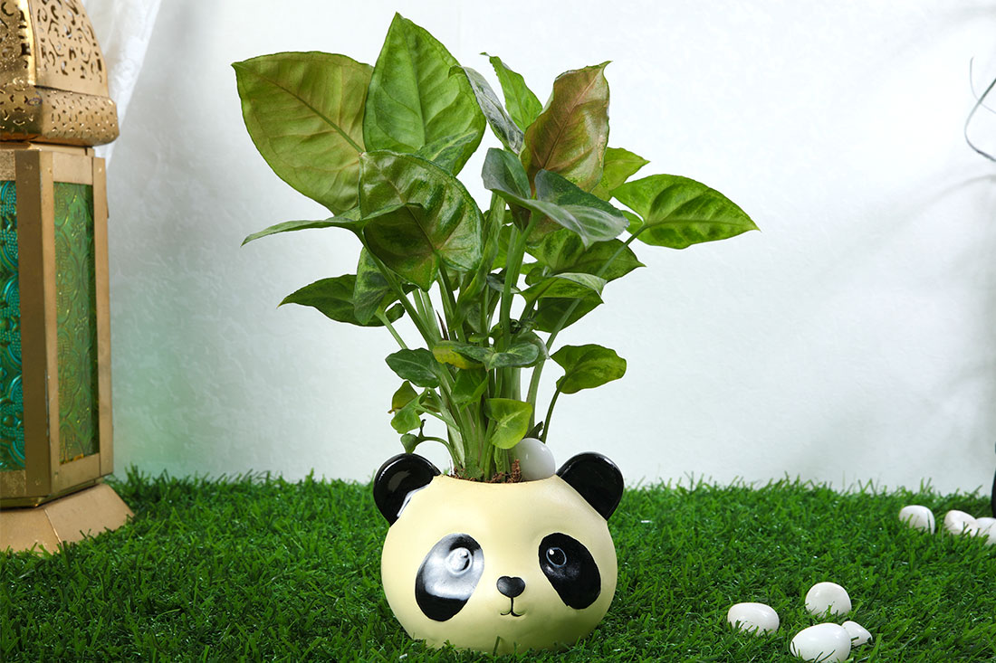 Syngonium Plant In Panda Face Pot