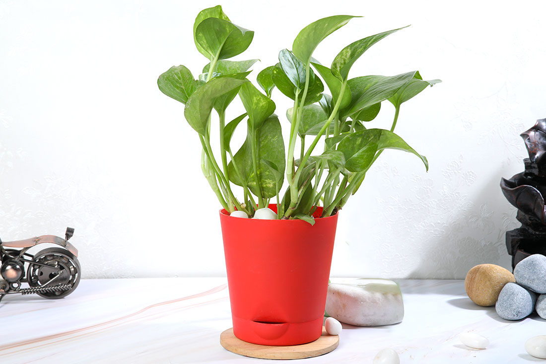 Self Watering Green Money Plant