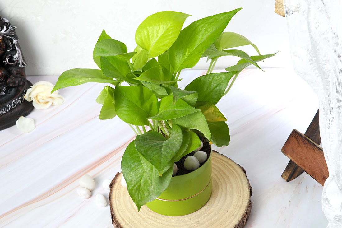 Golden Money Plant In Green Pot