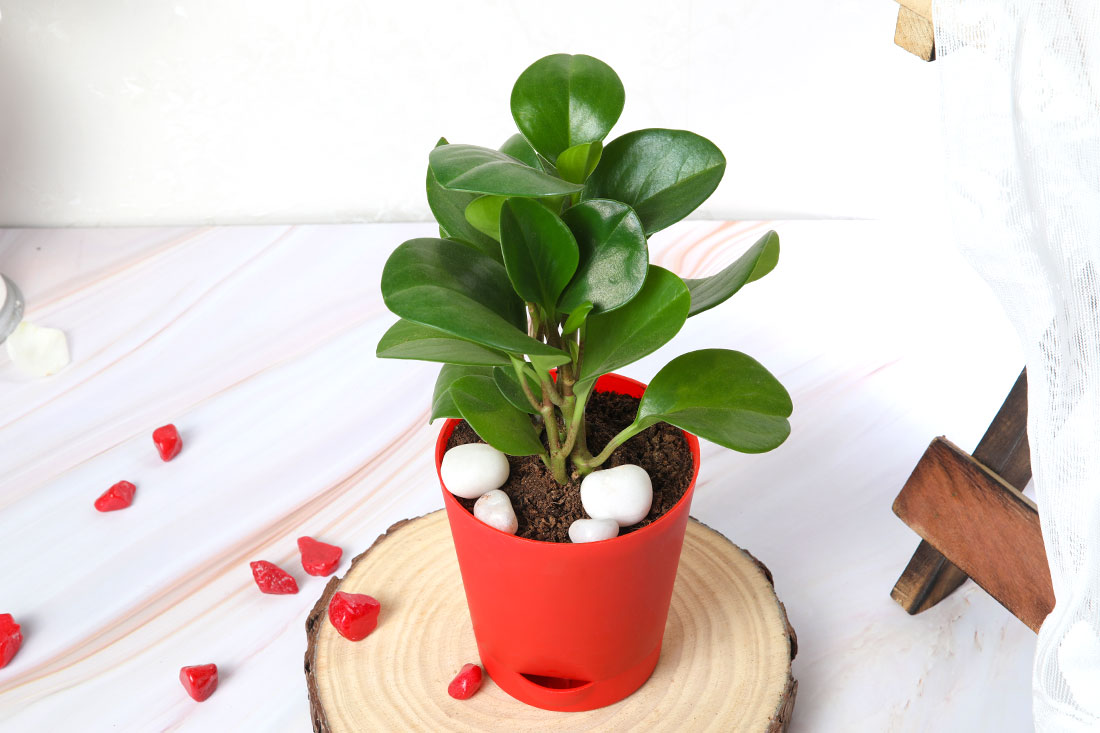 Peperomia Green In Red Self Watering