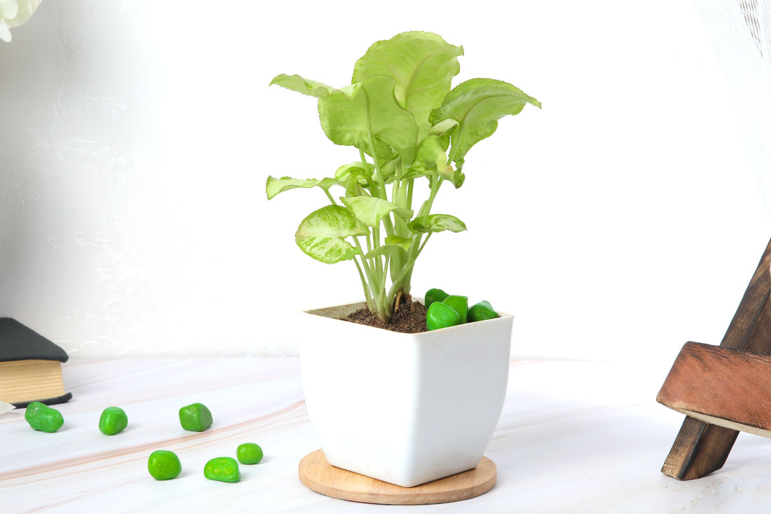 Golden Syngonium Plant In White Pot