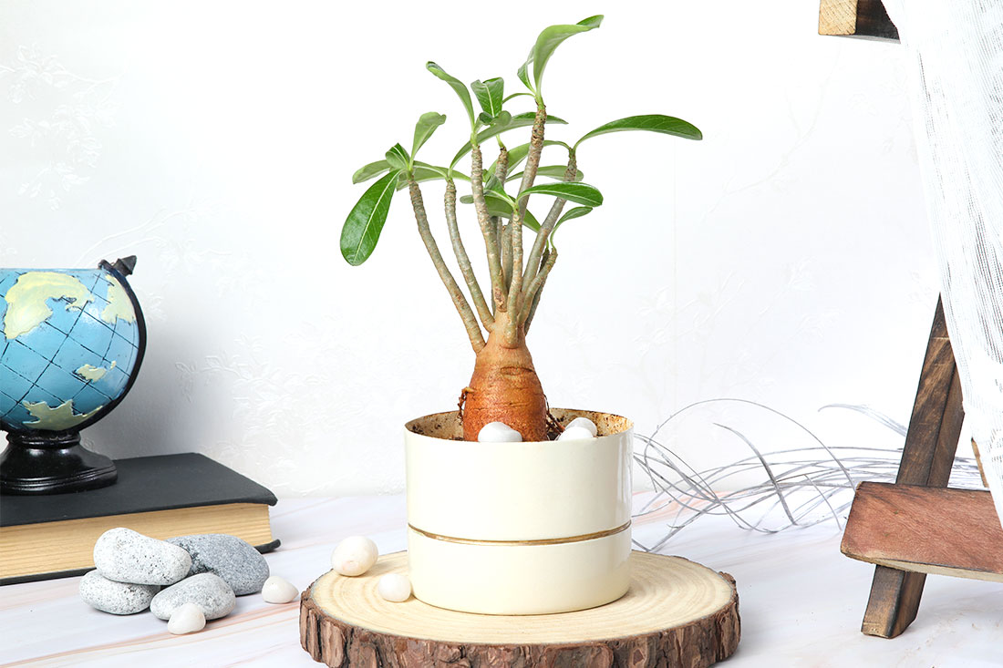 Order Adenium Plant