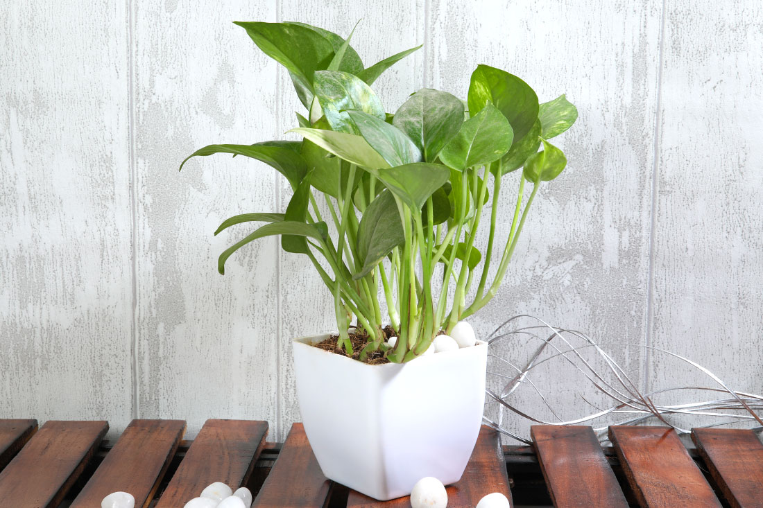 Green Money Plant In White Pot Send Now
