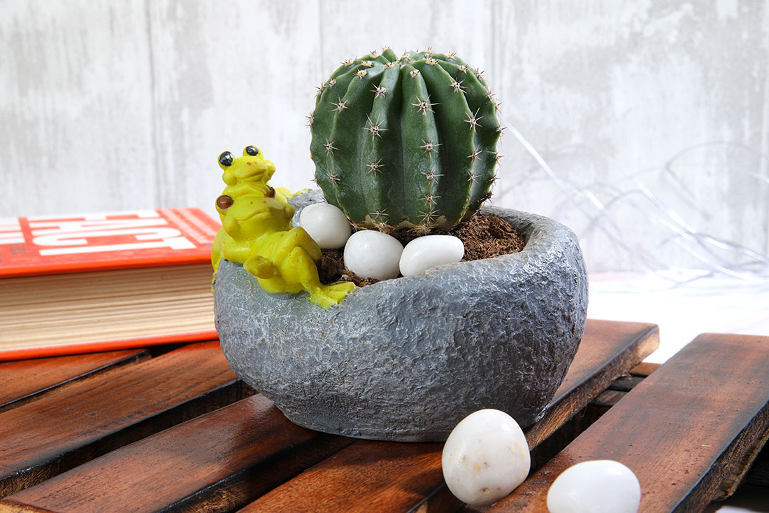 Cactus With Resting Frog Pot