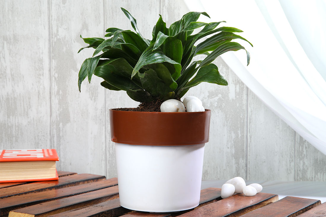 Dracena compacta plant Send Now