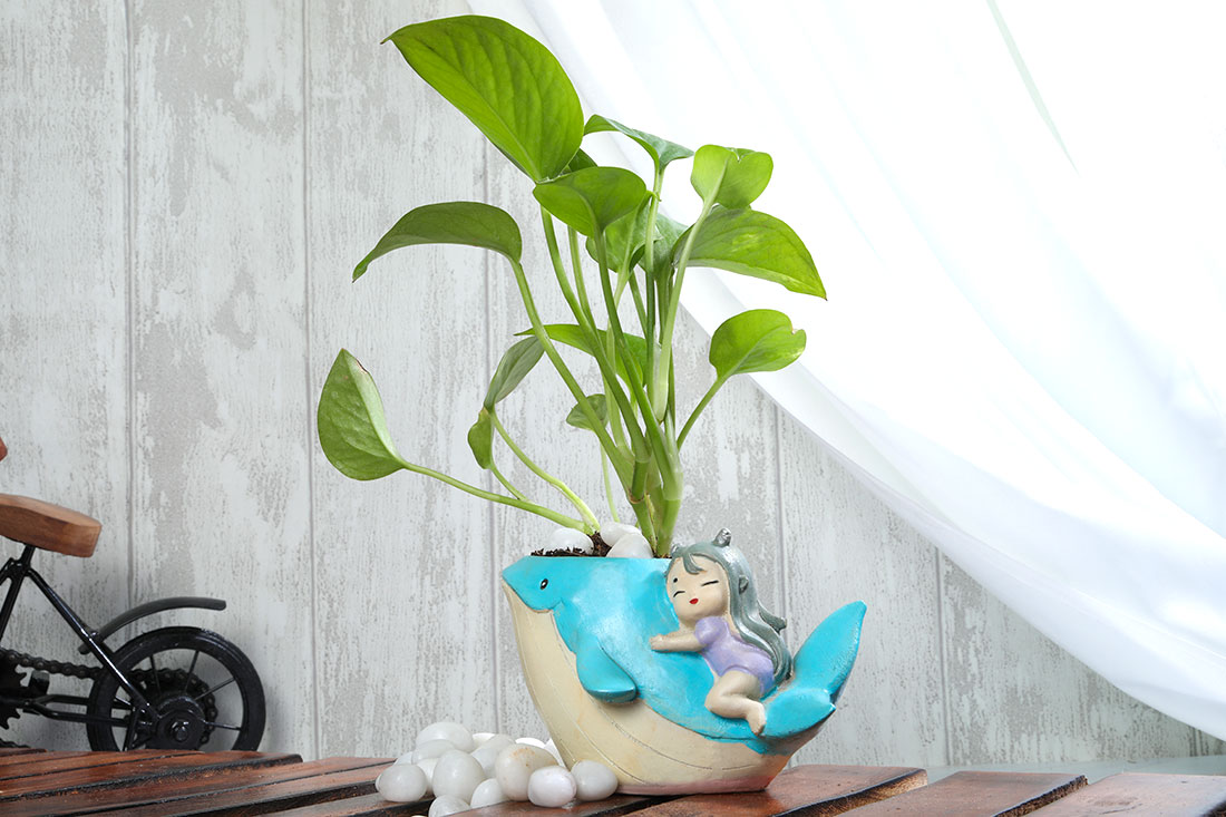 Green Money Plant In Cute Girl On Whale