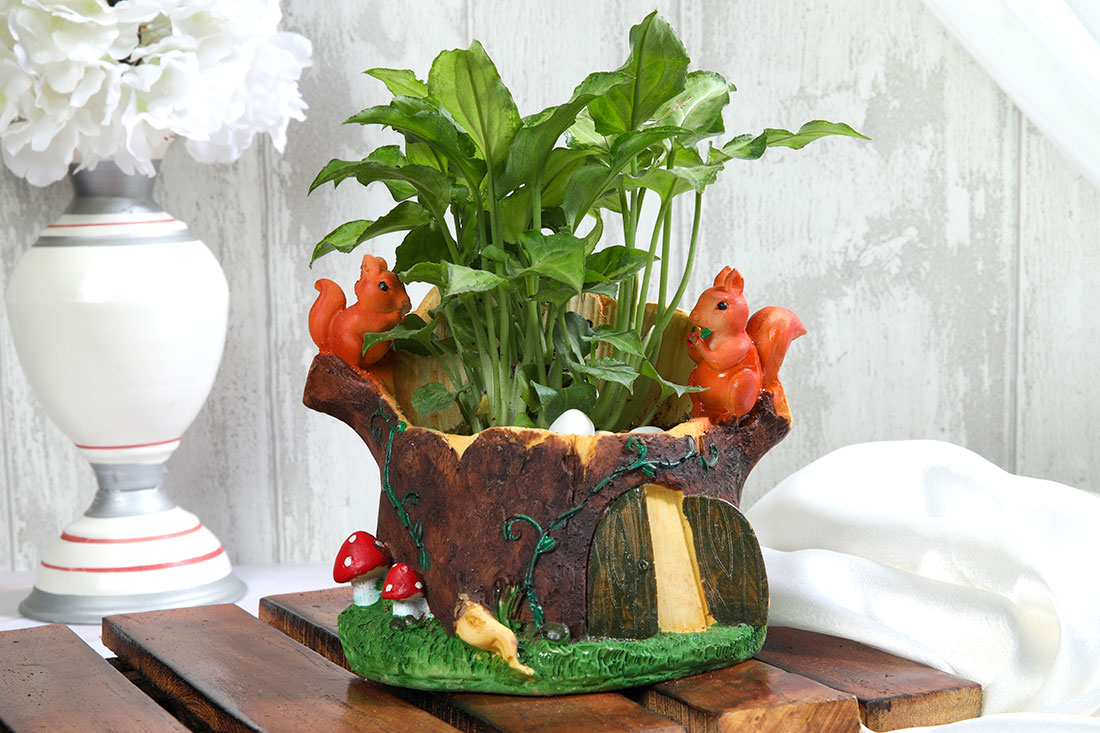 Green Syngonium In Squirrel Sweet Home