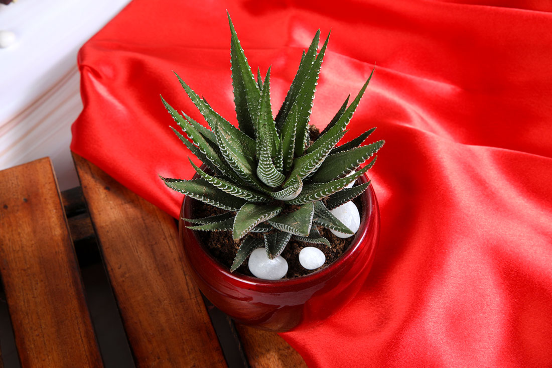 Haworthia Plant In Shinny Red Pot - A Succulent Plant