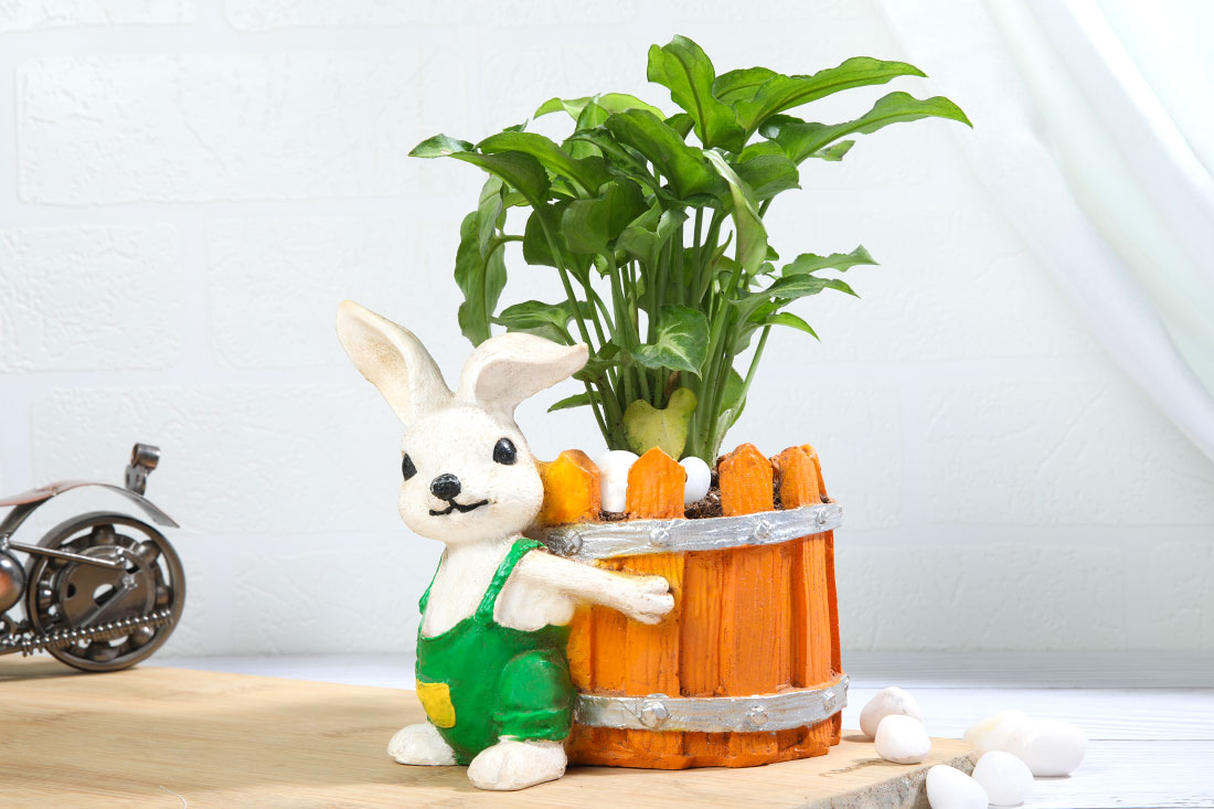 Syngonium Plant In Bunny Basket Pot