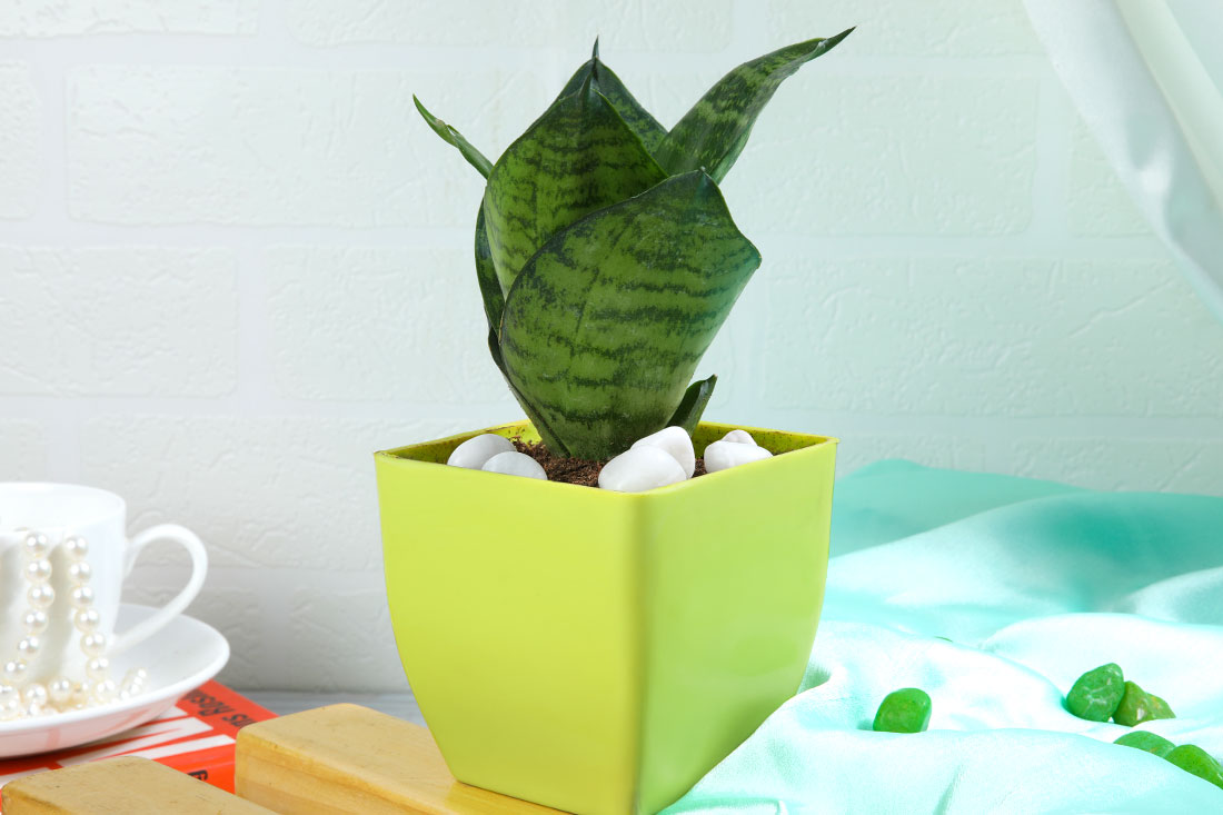 Snake Plant In Stunning Yellow Pot Order Now