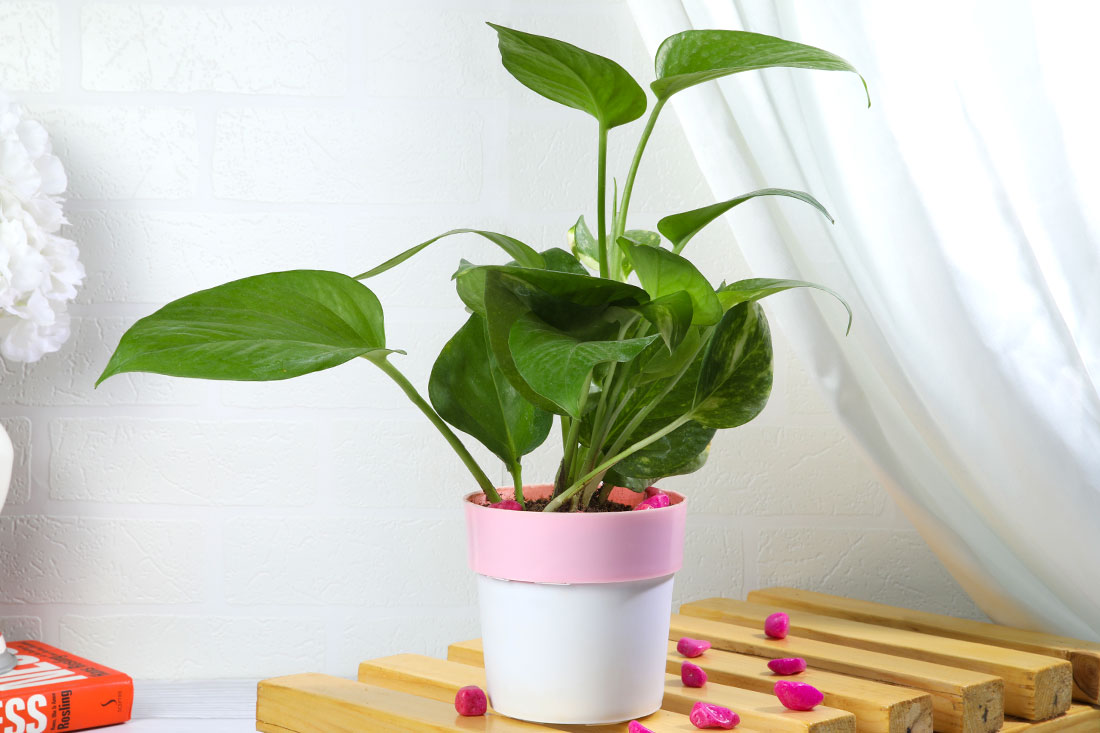 Money Plant In Pink Stripped White Pot