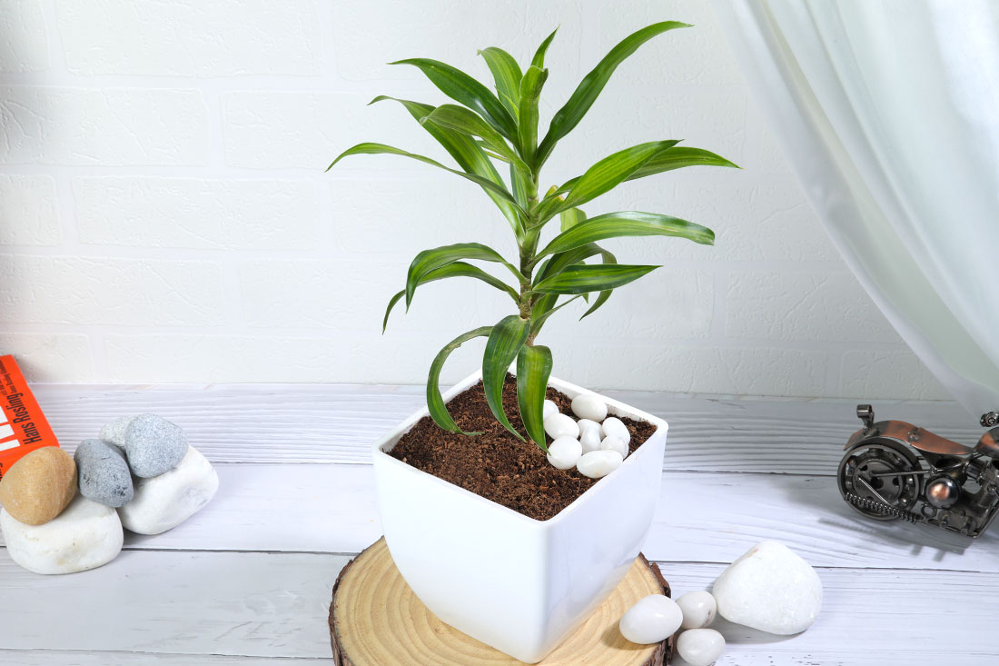 Song of India Variegated Plant 