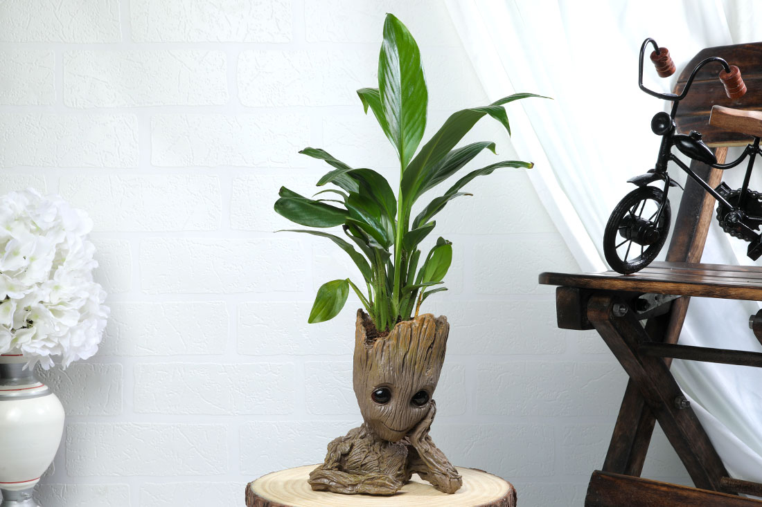 Peace Lily plant In Groot Send Now