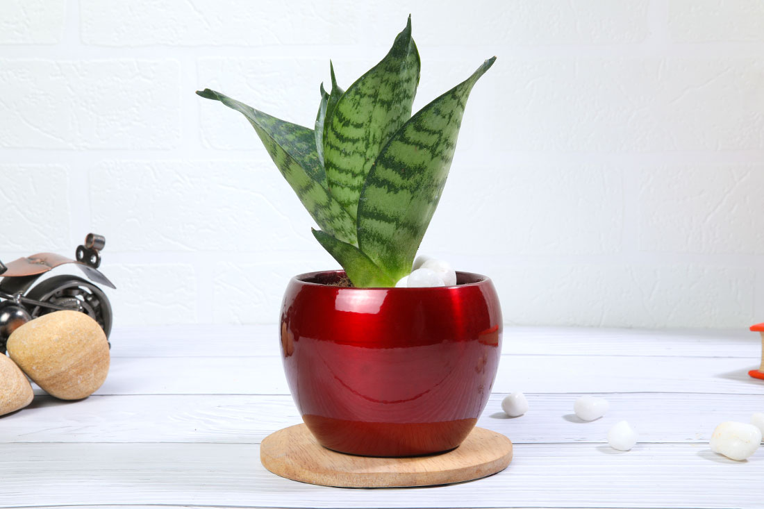 Tabletop Snake Plant In Iconic Red Pot Delivery