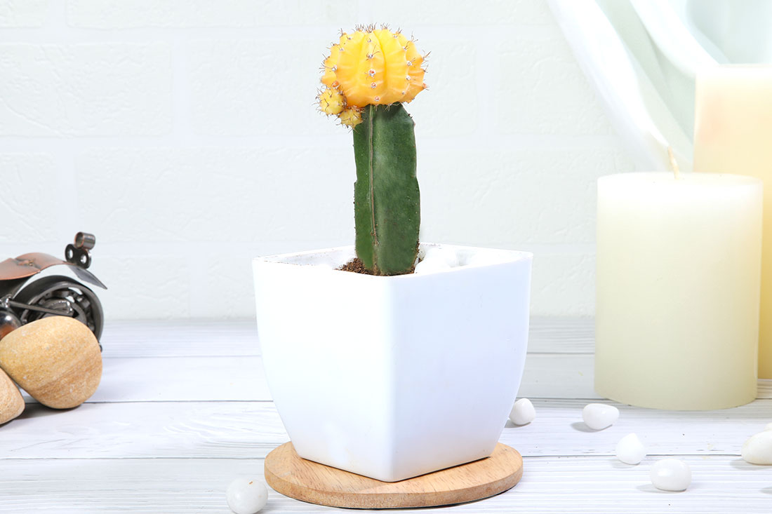 Yellow Moon Cactus Plant
