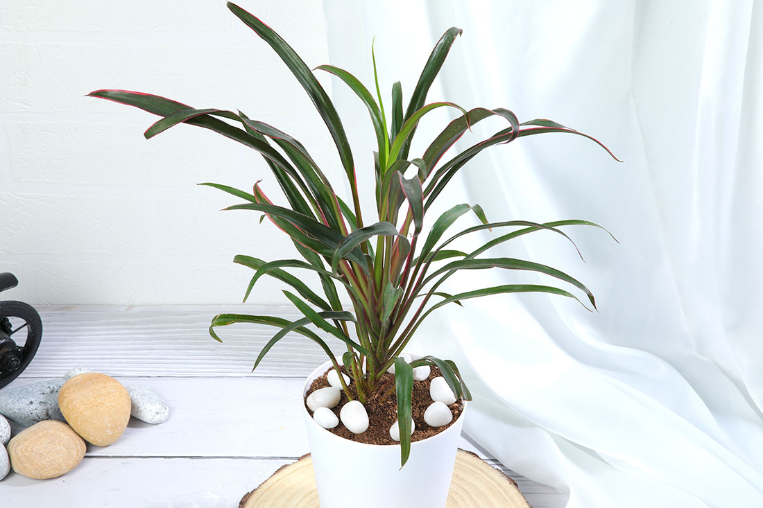 Dracena Fruticoa plant