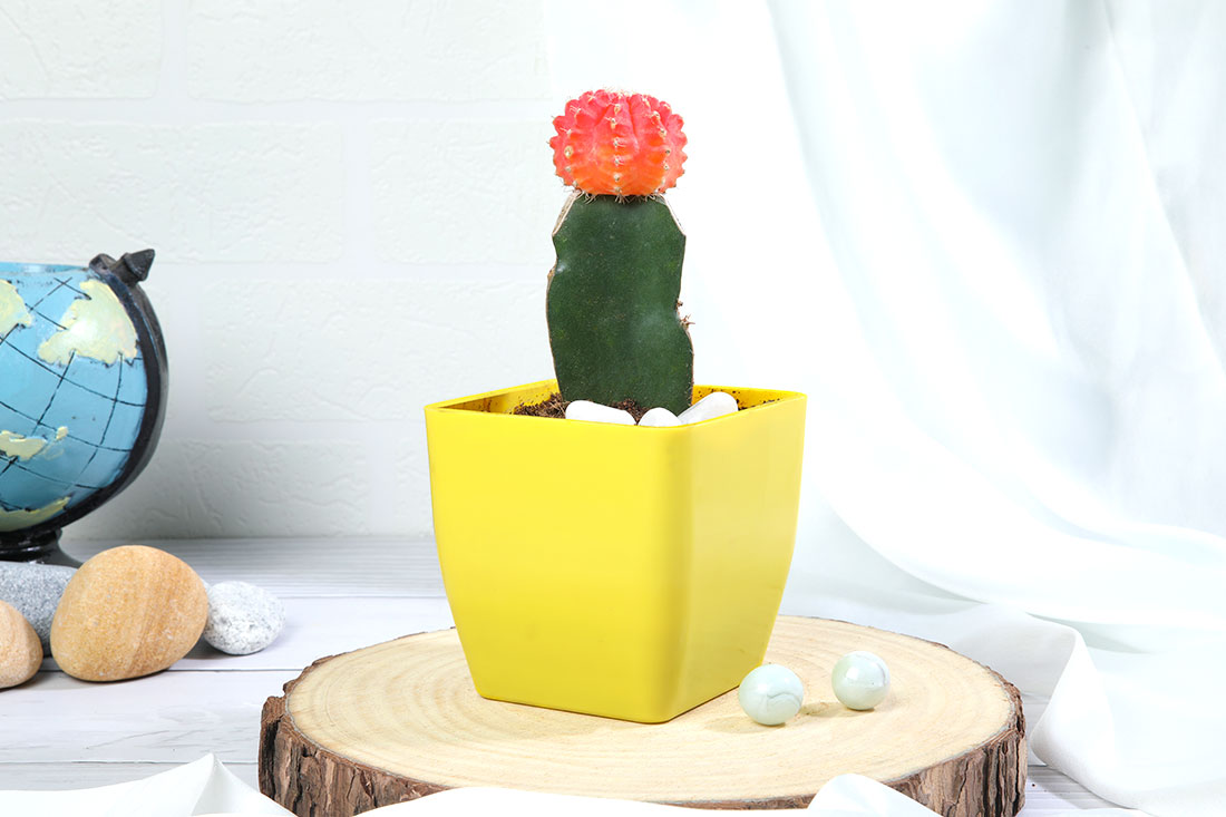 Pink Moon Cactus Plant