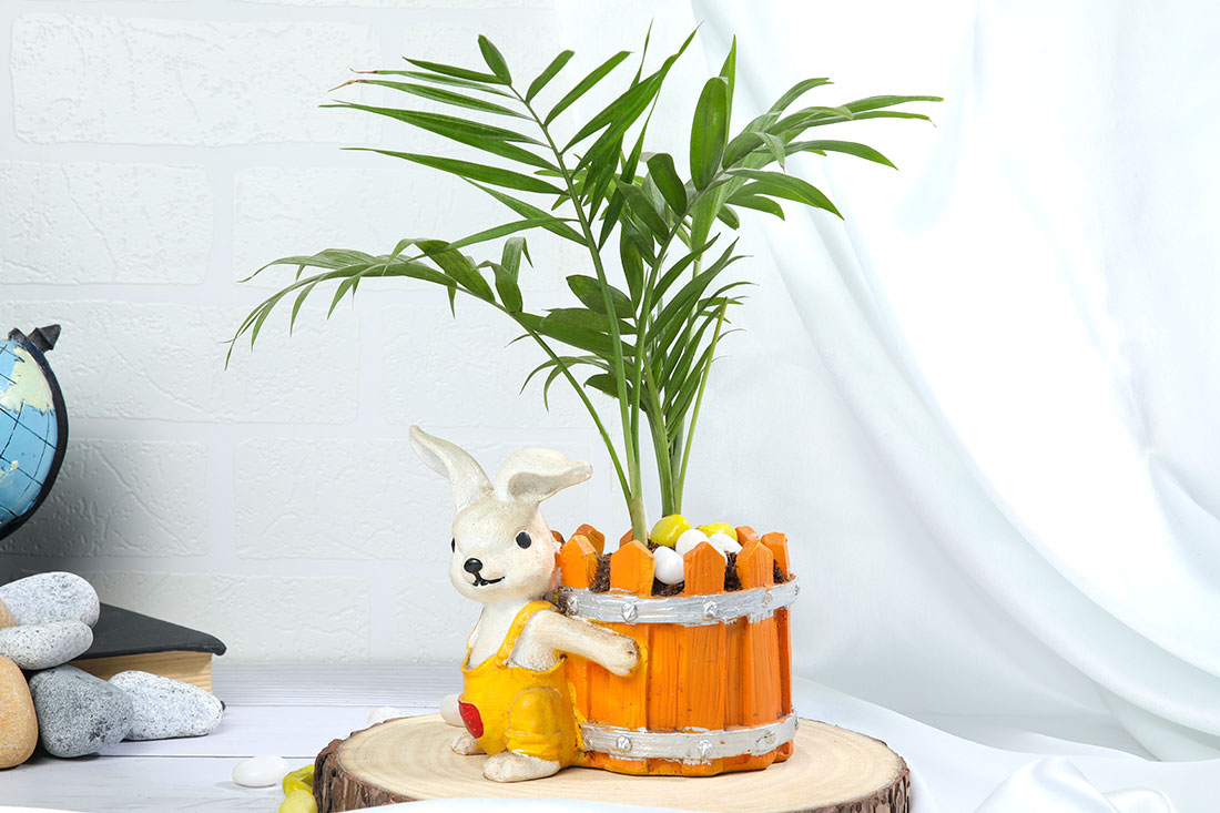 Chamaedorea Plant In Bunny Basket