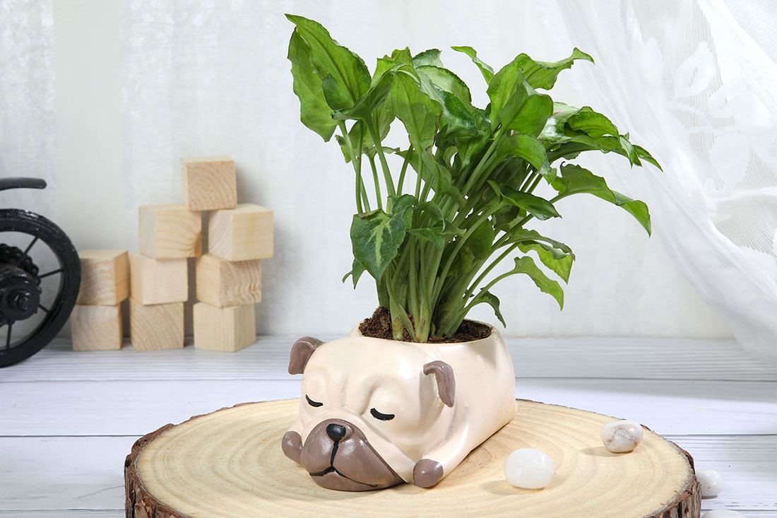 Green Syngonium Plant In Resting Pug Pot