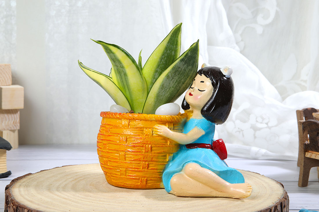 Order Golden Lotus Sansevieria Plant In Basket Girl