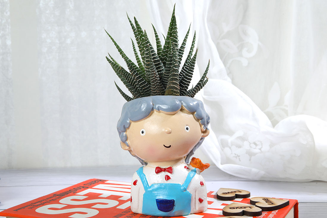Send Haworthia plant In Cute Boy Online