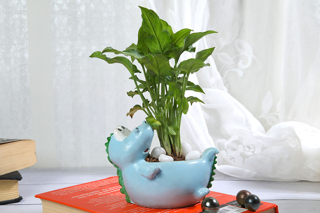Syngonium Plant In Sleeping Dinosaur