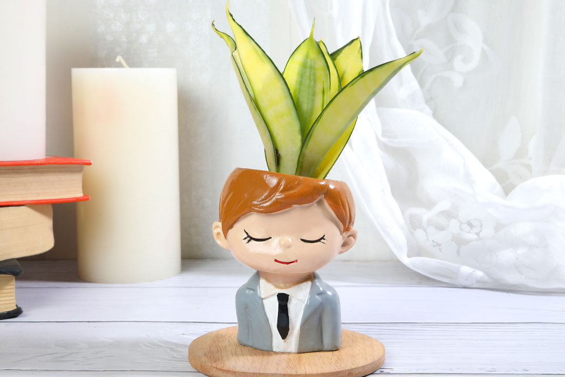 Golden Lotus Sansevieria Plant In Office Boy Pot