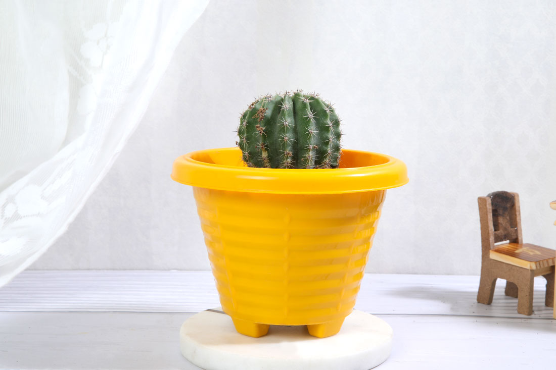 Ball cactus plant in yellow pot