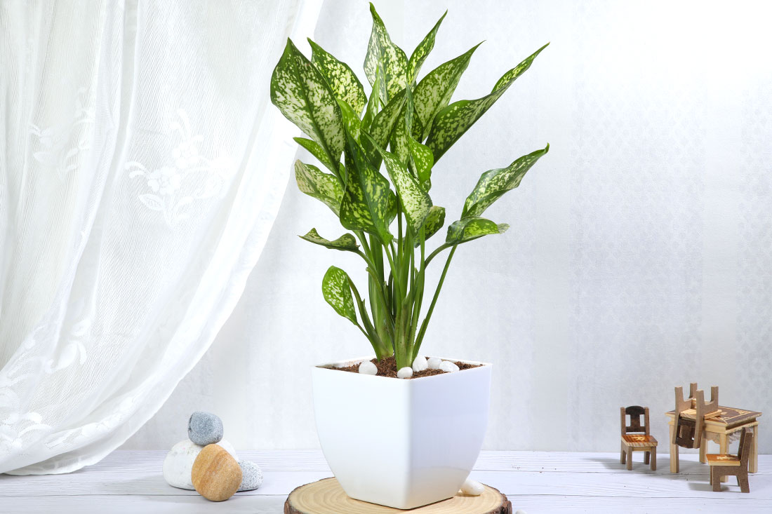 Snow White Aglaonema Plant Send Now