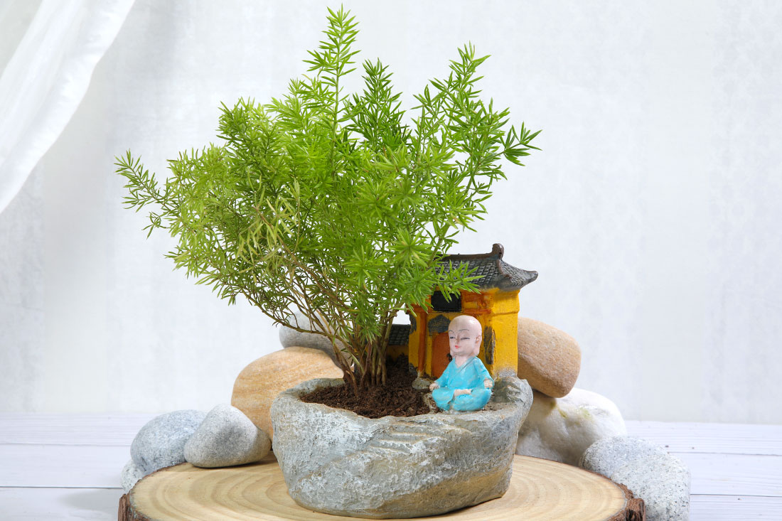 Aspargus merry plant In Monk With Temple