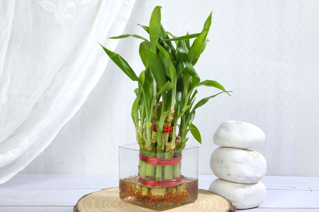 2 Layer Lucky Bamboo Plant in glass pot 