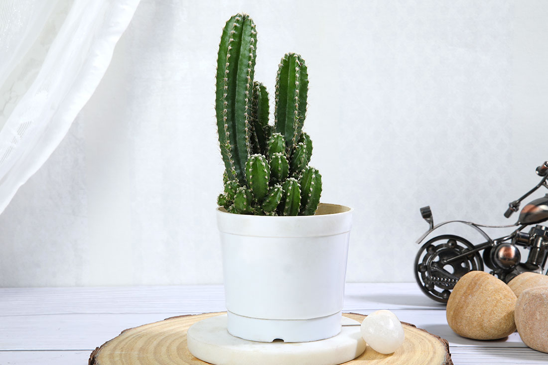 Triangle Cactus Plant