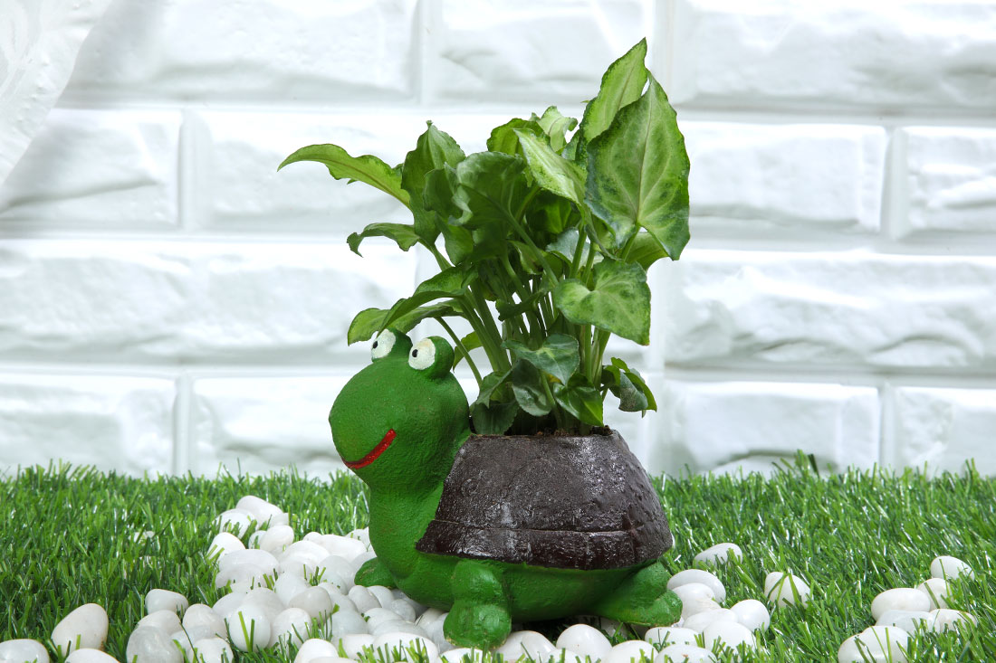 Indoor Syngonium Plant In Turtle Pot