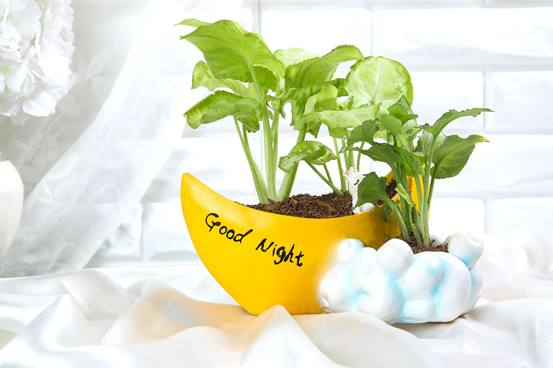 Golden Syngonium Plant In Moon Cloud Pot