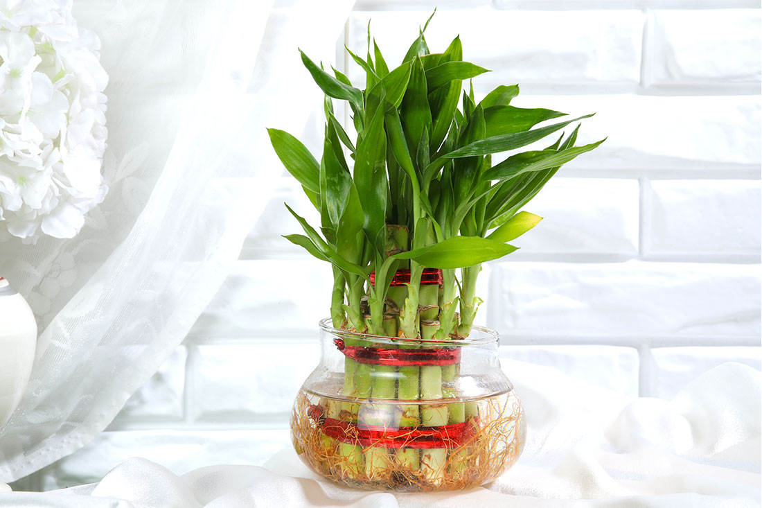 2 Layer Lucky bamboo In Glass Bowl Order Now